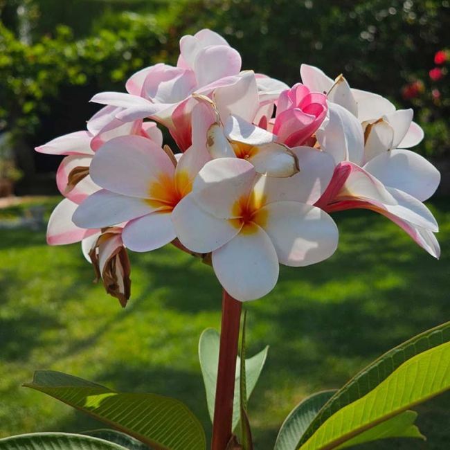 Jardinería, mantenimientos y reformas